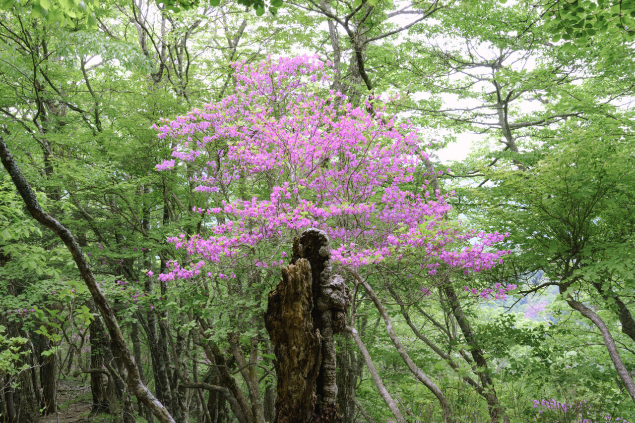 天目山山頂直下のツツジ