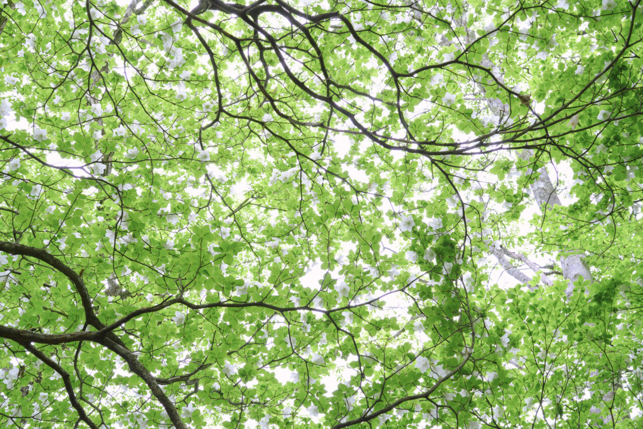 咲き誇るシロヤシオつつじ