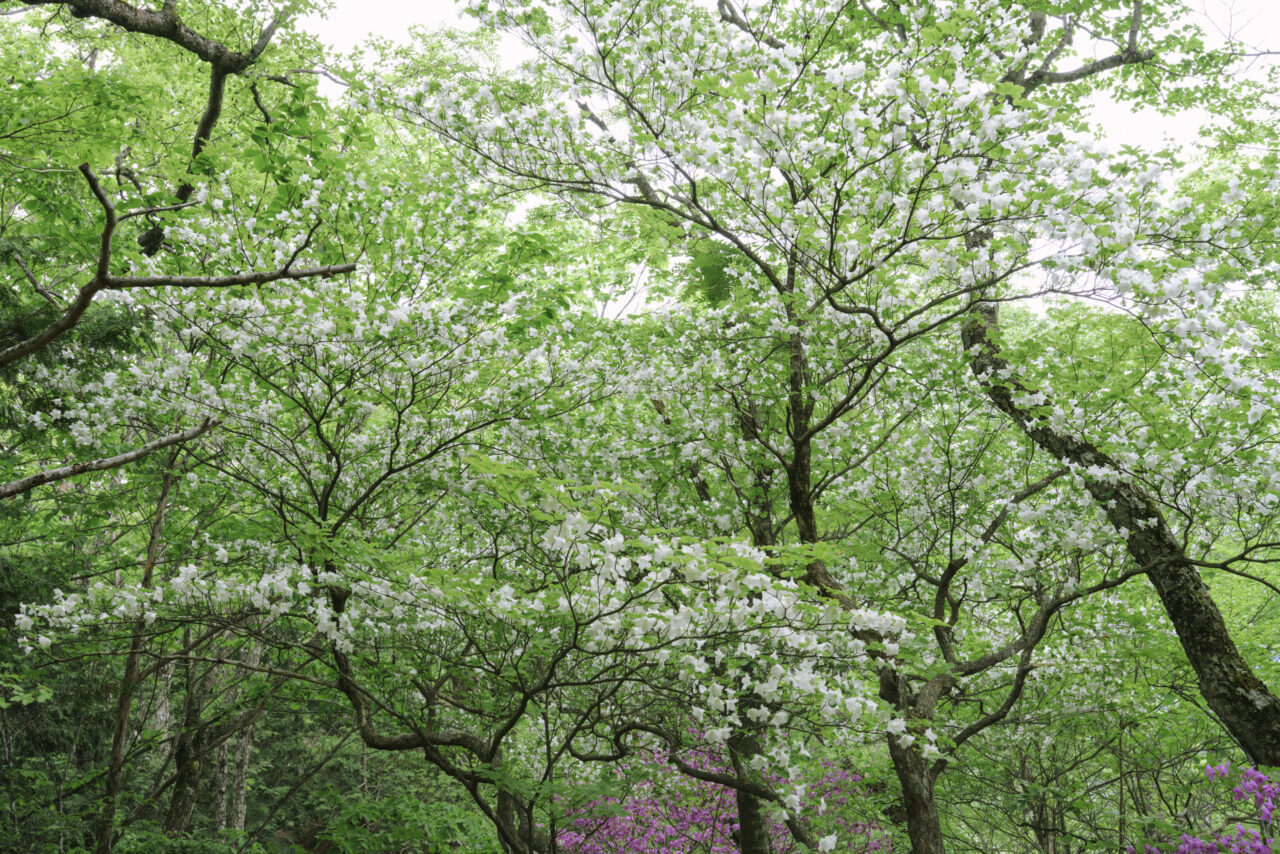満開のシロヤシオ