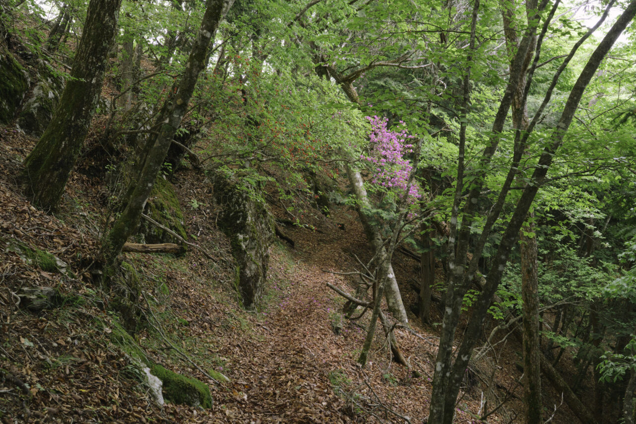 蕎麦粒山山頂へ続く登山道
