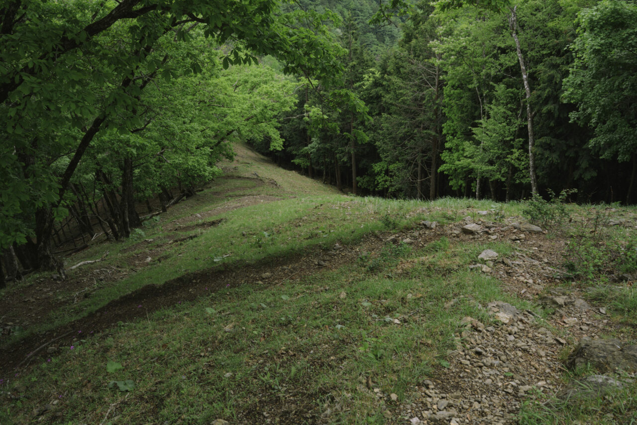 防火帯のくだり道