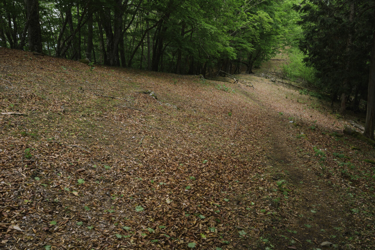 落ち葉で茶色く染まる防火帯