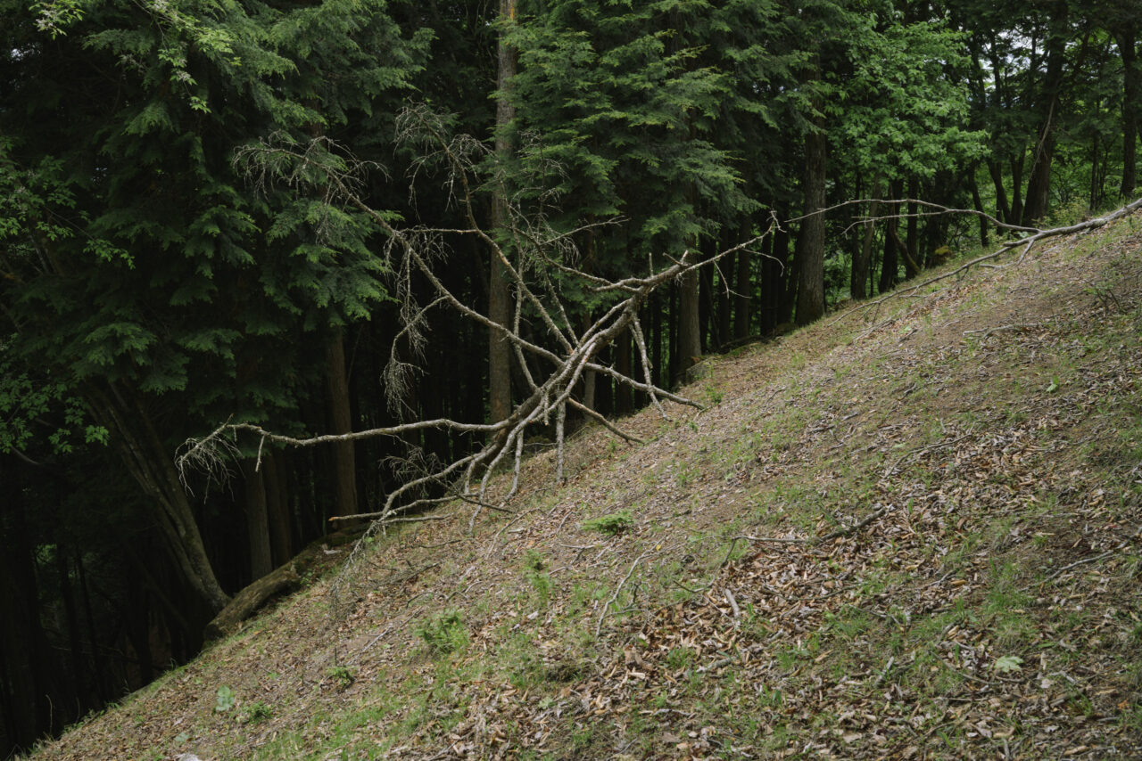 昆虫のような木の枝