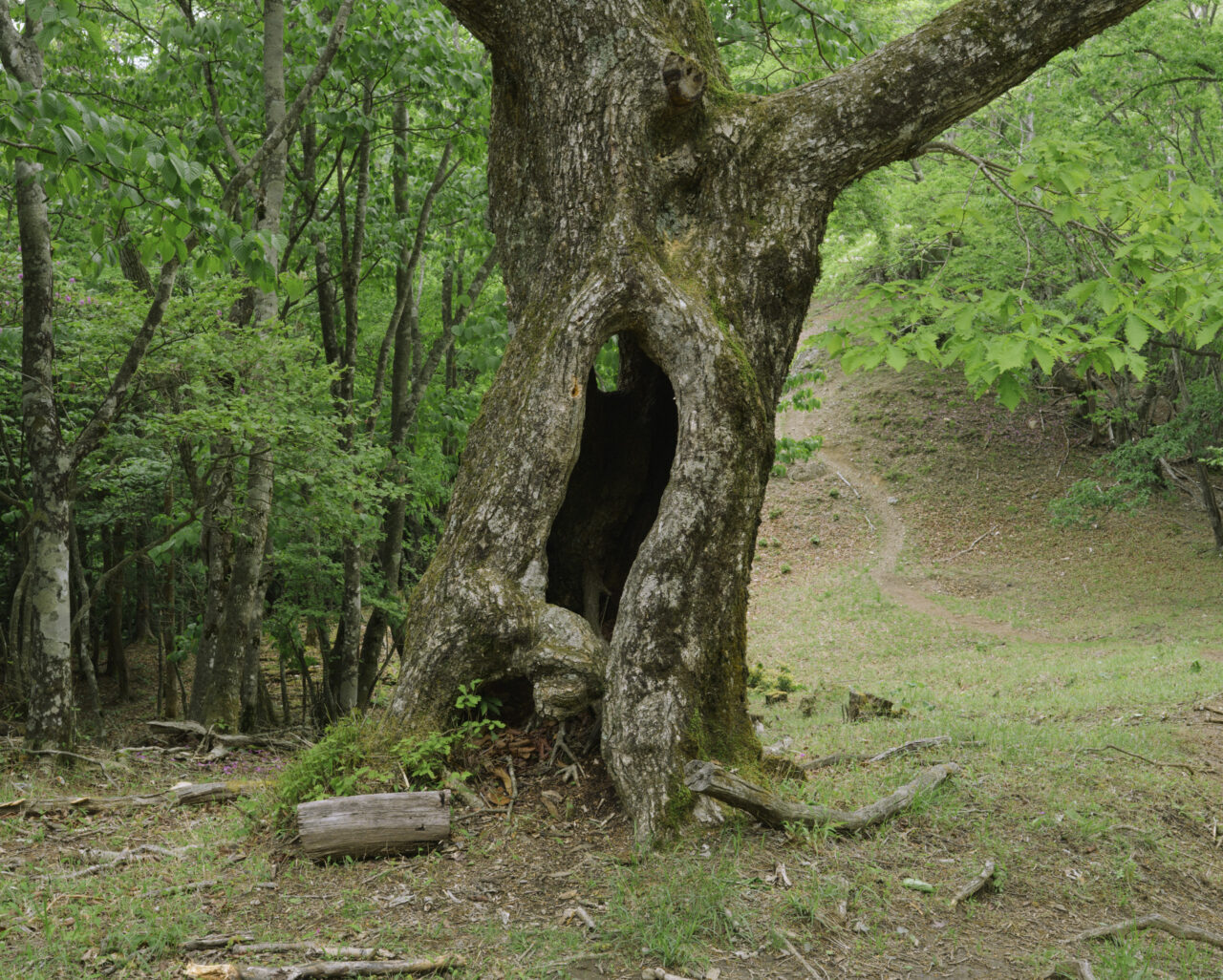 分岐路にあるトレント