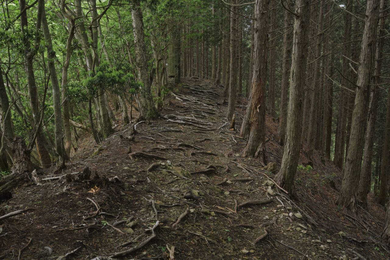 杉の根が這う登山道