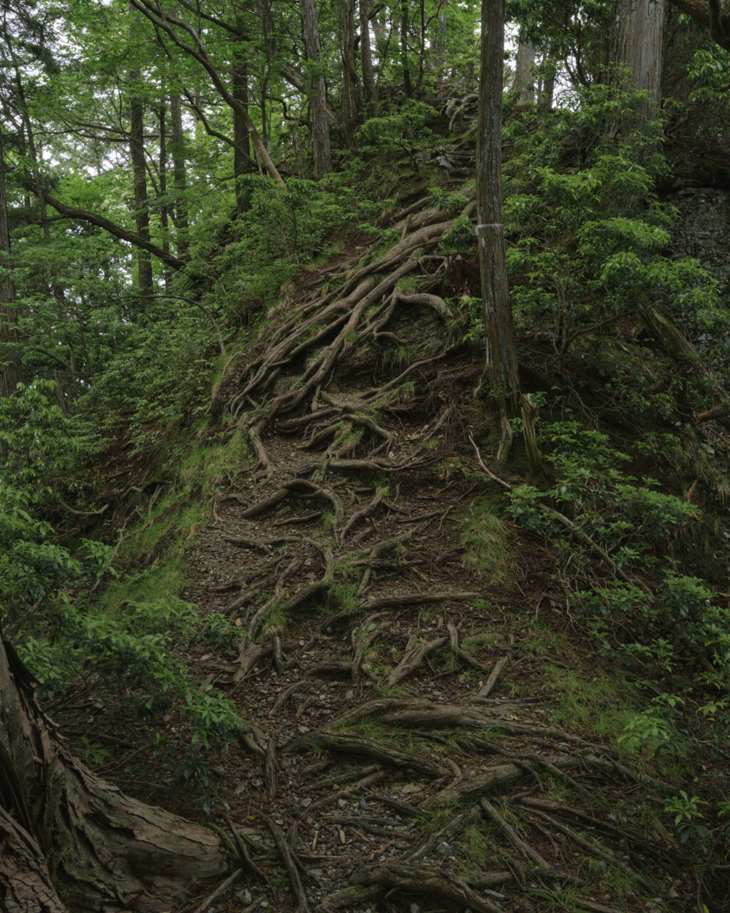 木の根が骨のように大地を覆う登山道