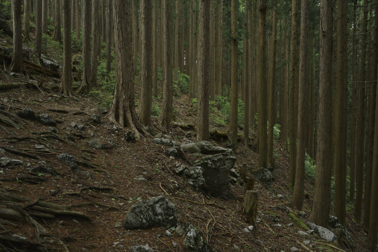 薄暗い植林地帯