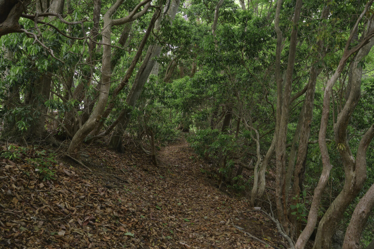 うねる木々と新緑