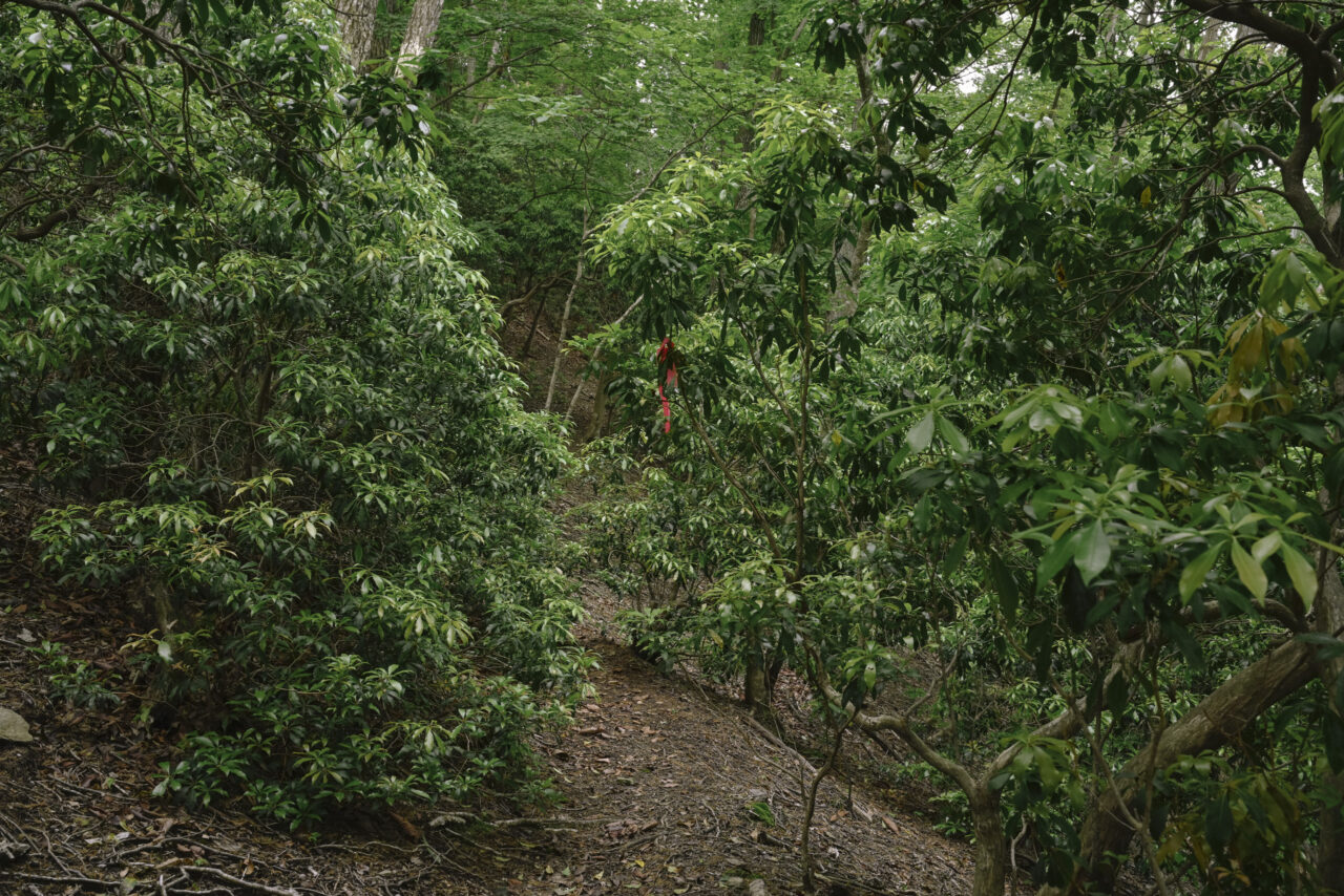 常緑樹が生い茂る登山道