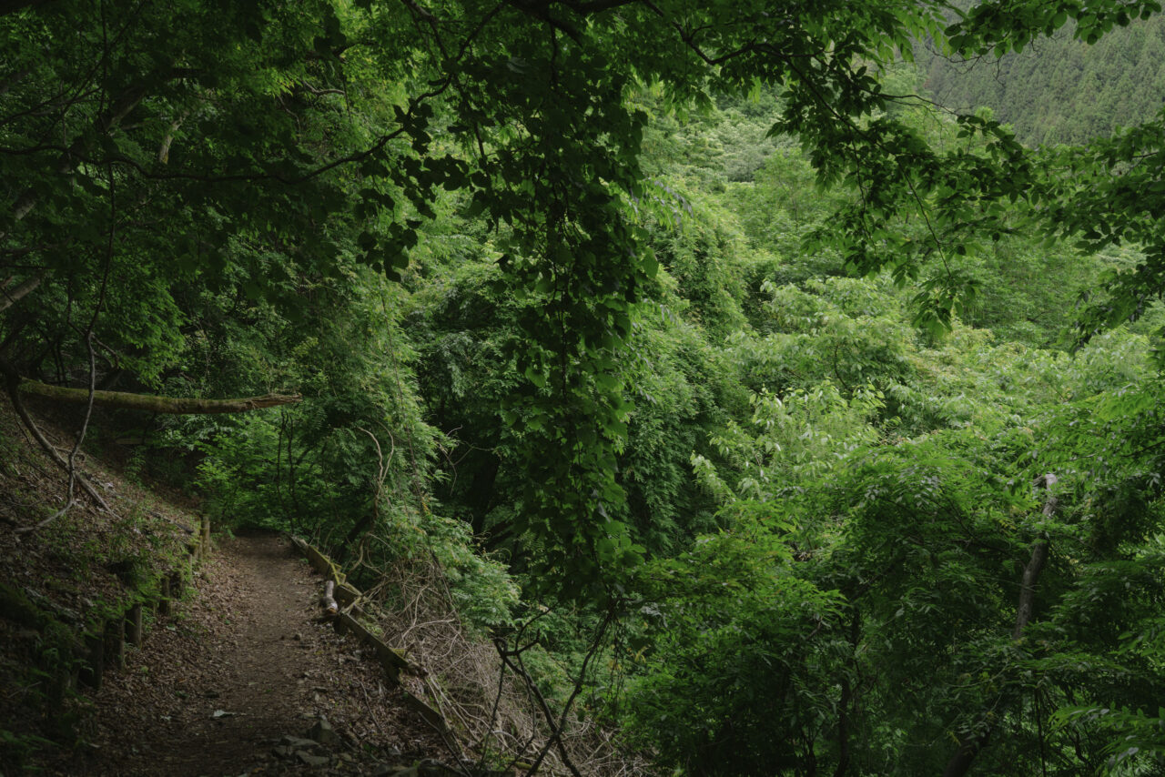 深い緑に覆われた登山道