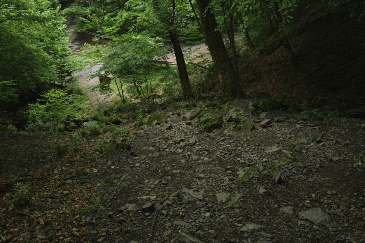 白谷沢へ降りる林道