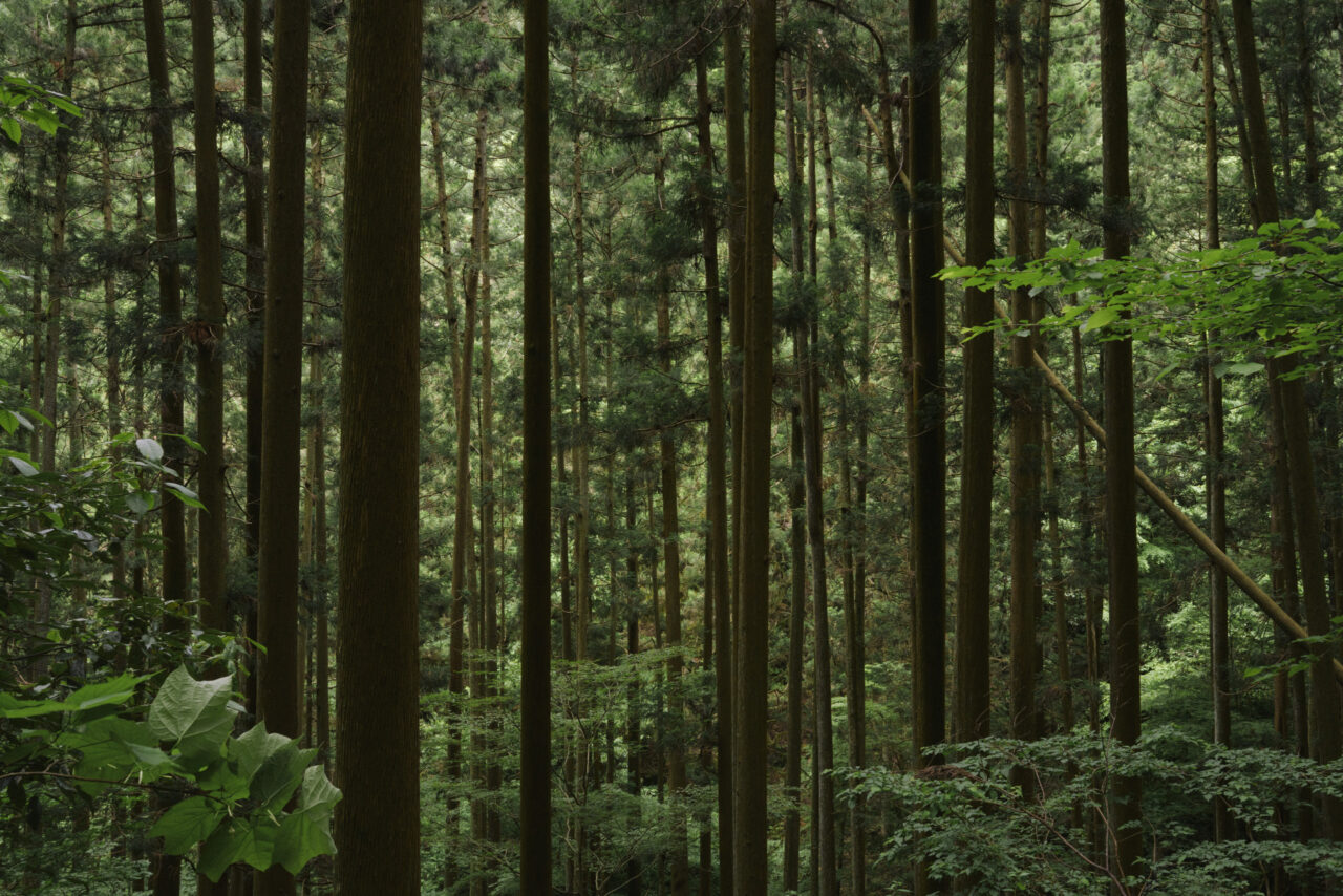 白谷沢登山道の植林地帯