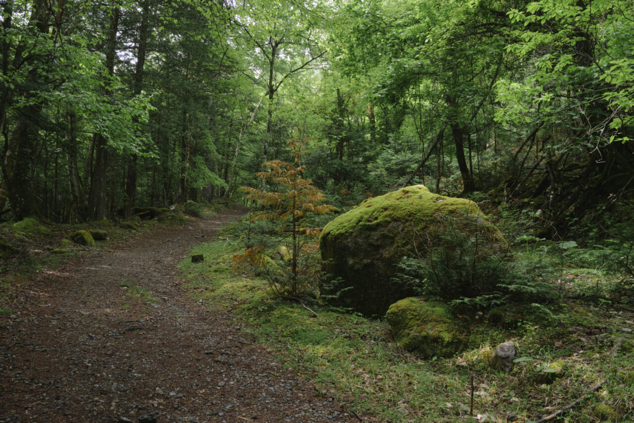 均された登山道と苔むした岩