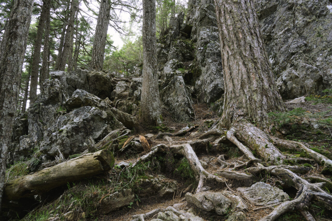 武信白岩山山頂へ続く道