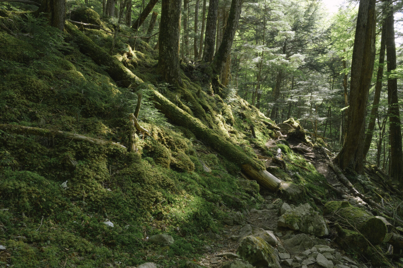 苔と倒木の登山道