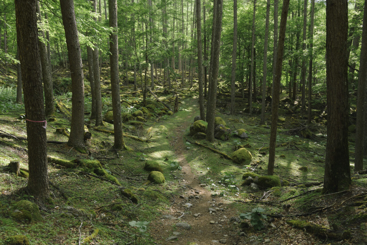 毛木平近くの樹林帯