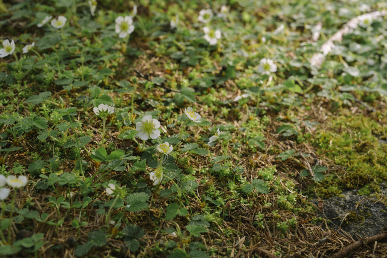 苔の合間に咲くイチゴの花