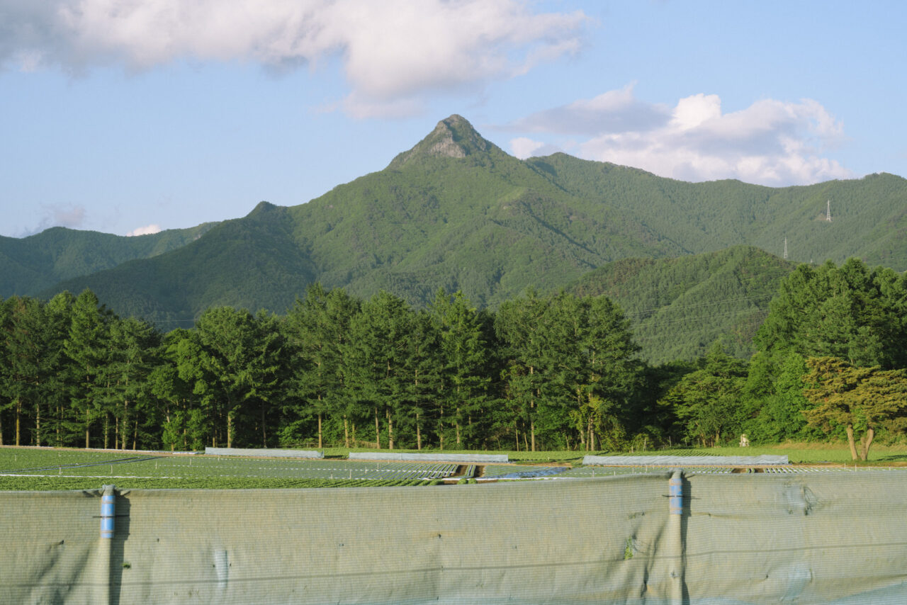 川上村の男山