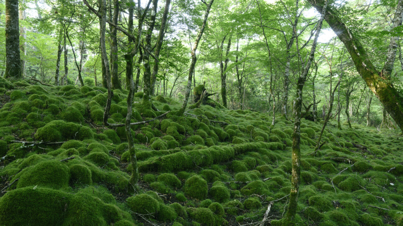 コケ玉と新緑に覆われた樹林帯