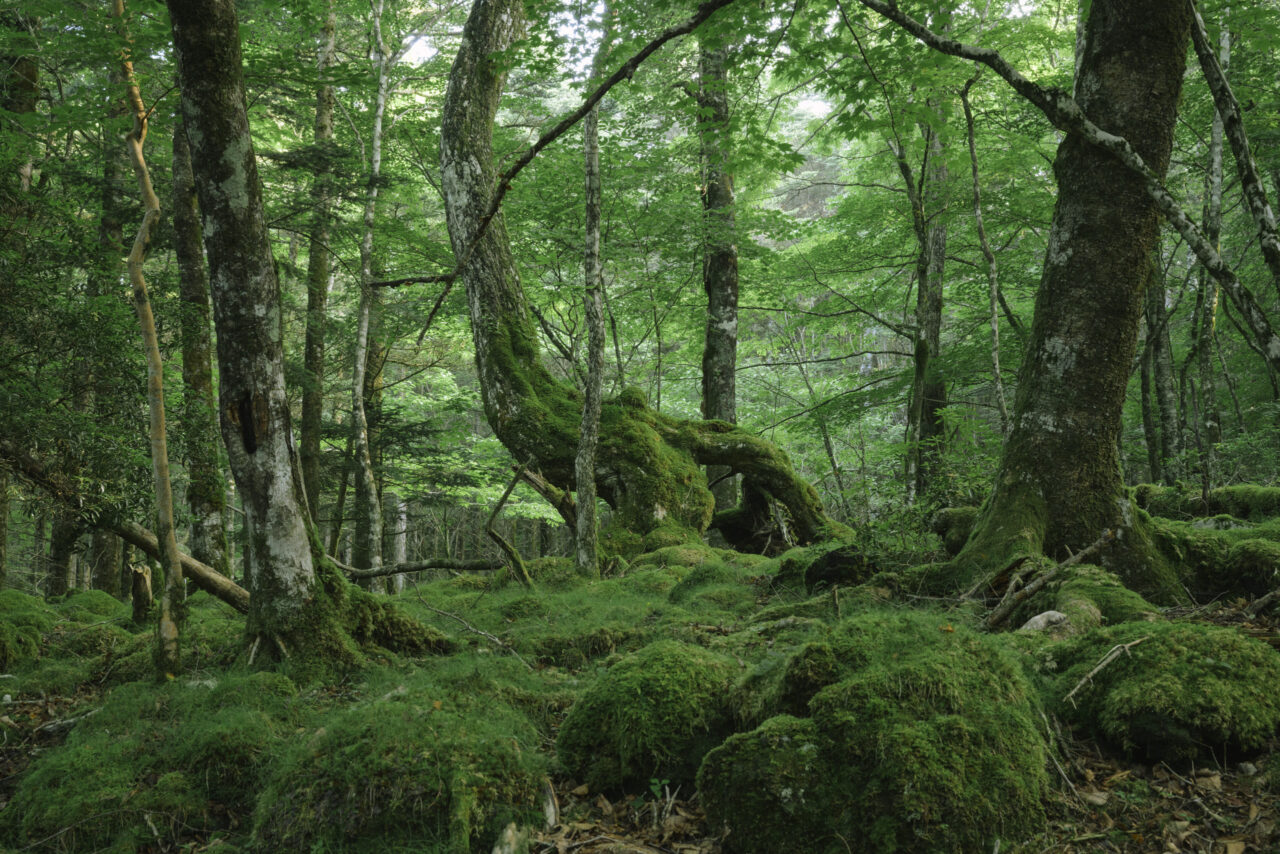 恐竜のような樹木