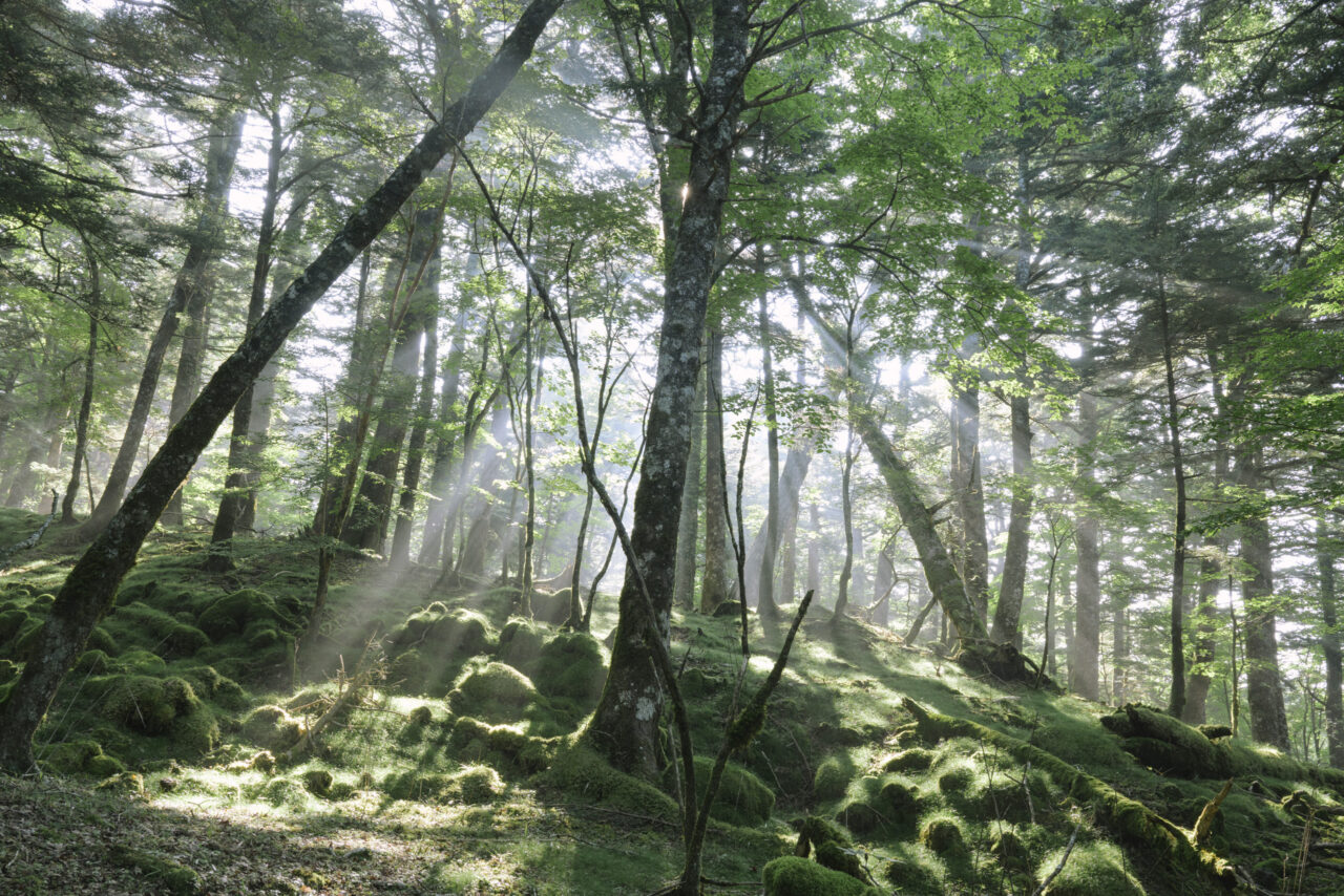 光芒差し込む森