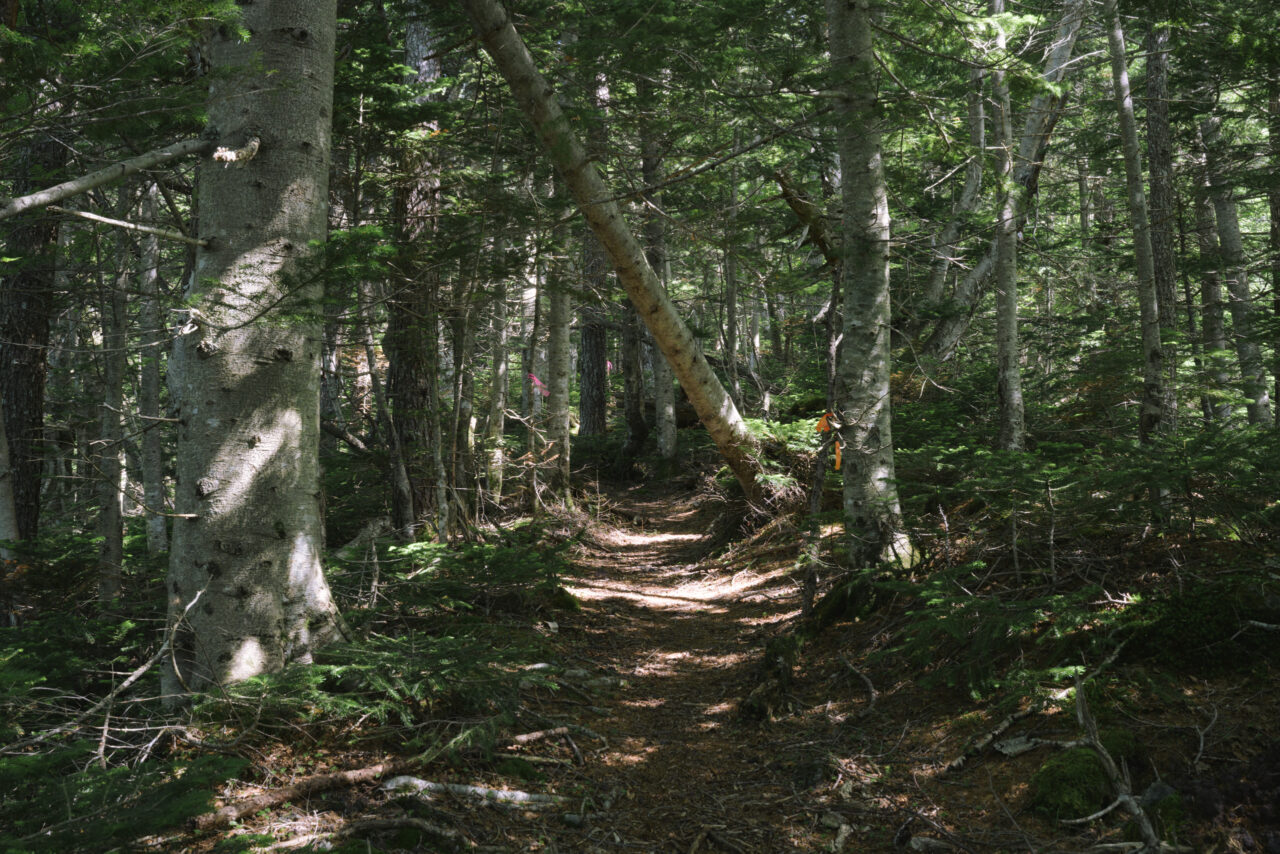 亜高山体の様相となる村山古道の森