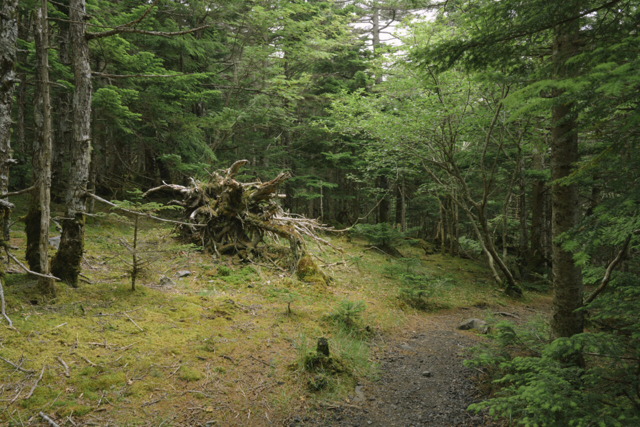 亜高山帯の森を下る