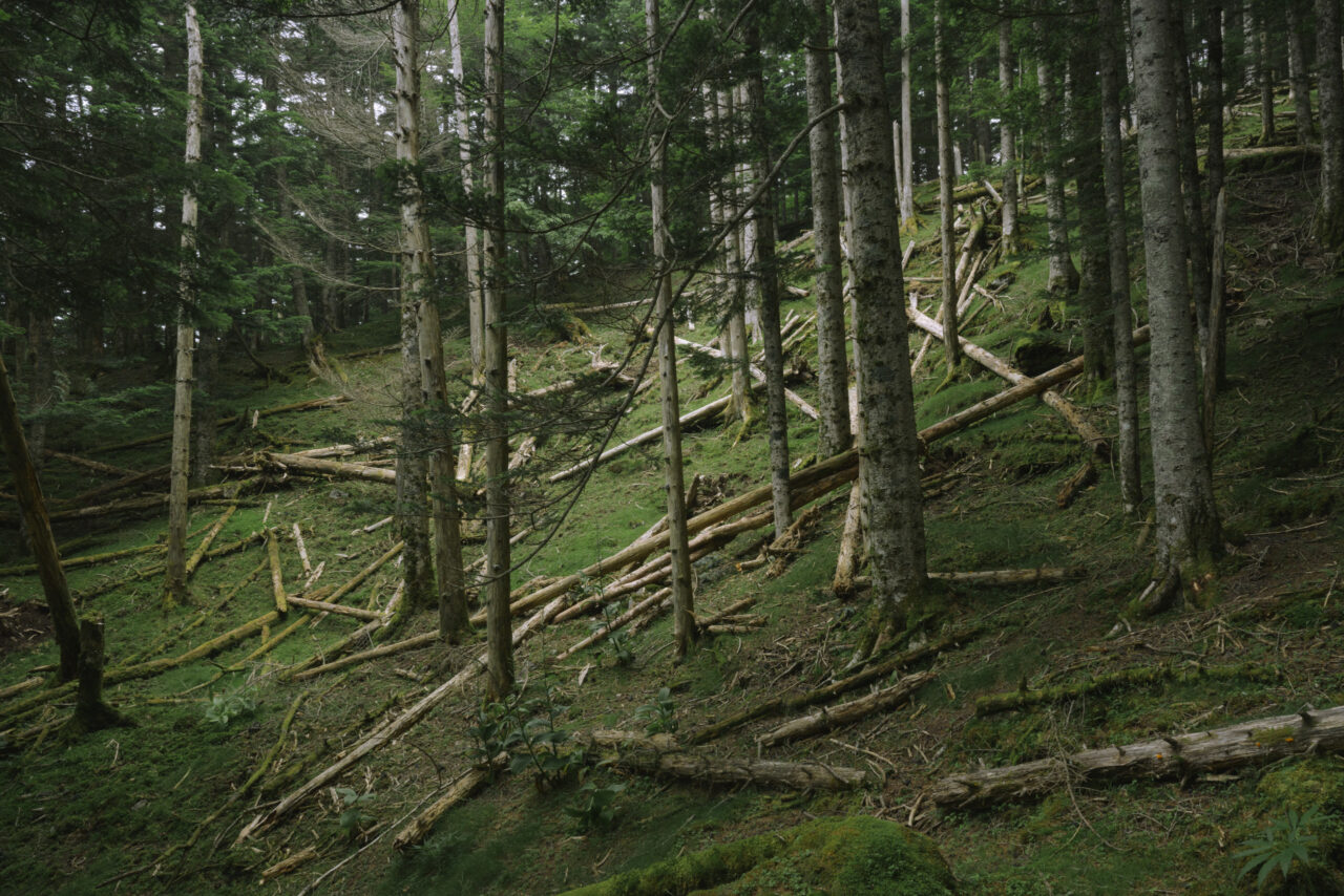 天然の倒木が目立つ登山道