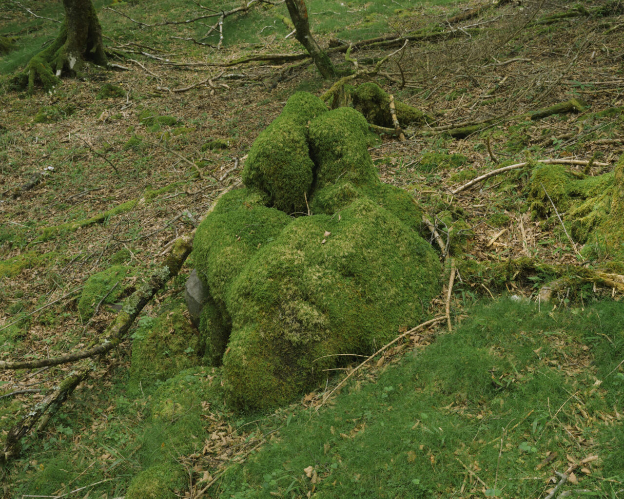 巨大な苔玉