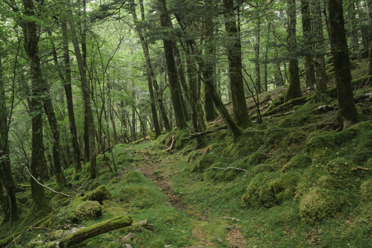 低地の植生へと変わりゆく登山道