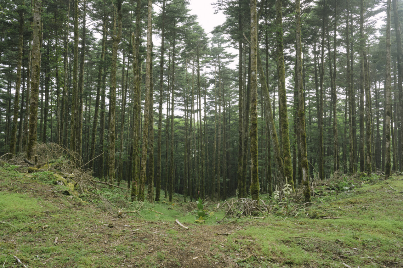 二合目林道の植樹帯