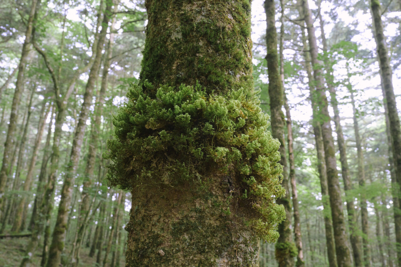 植樹された木々に茂る苔