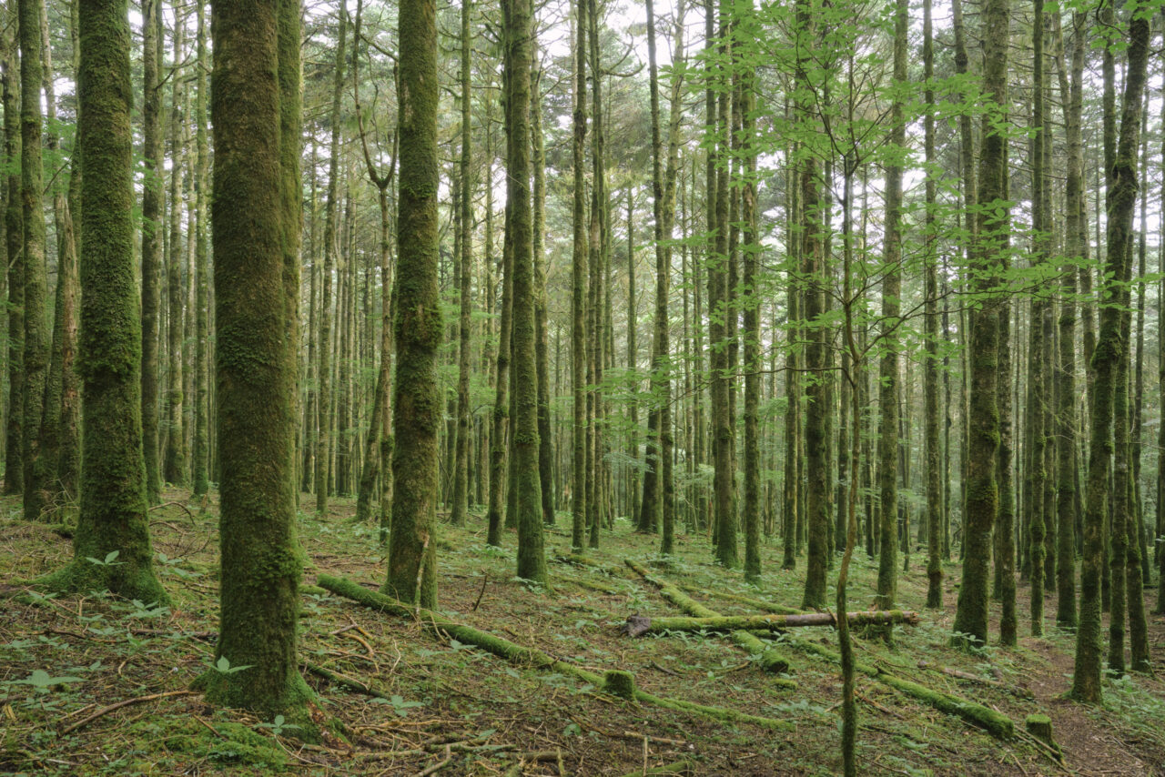 コケに覆われた二合目植樹地帯