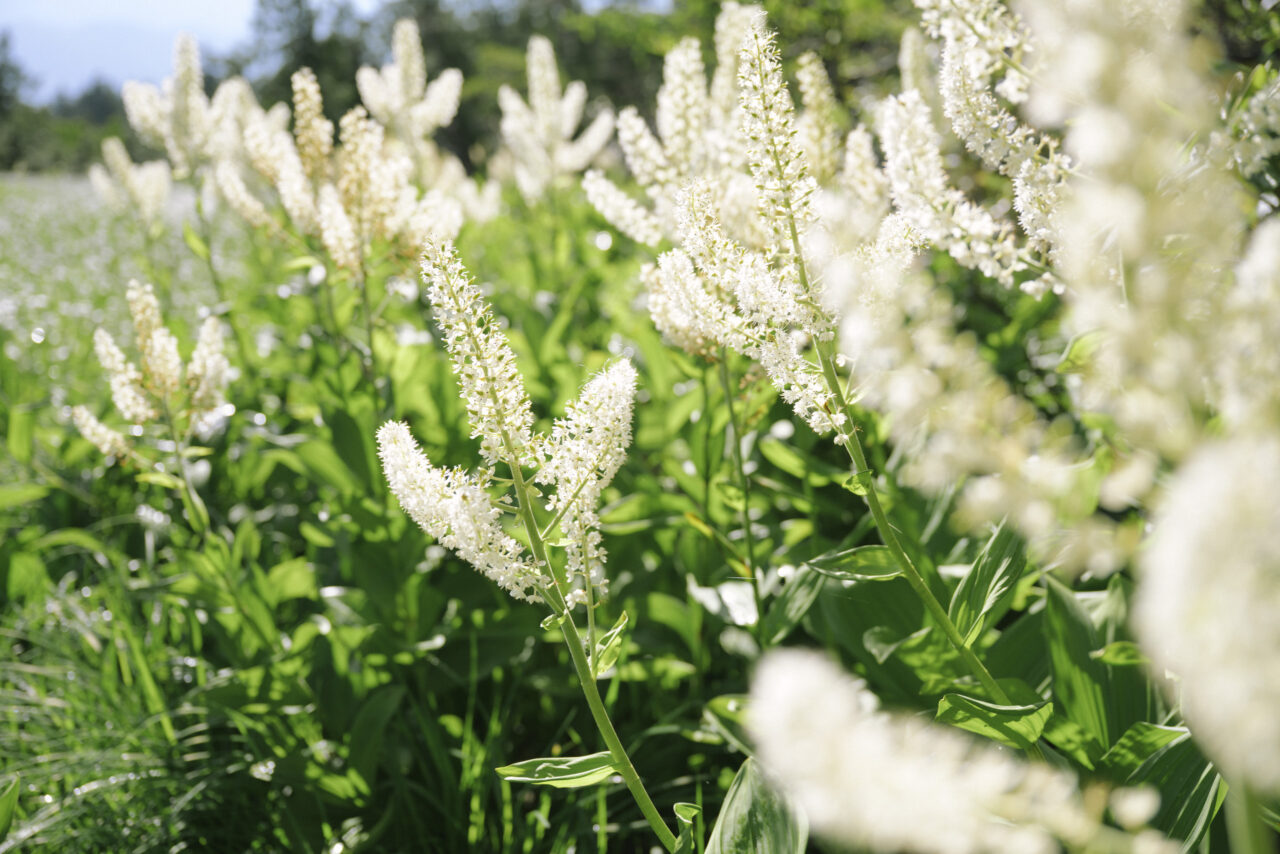 白く輝くバイケイソウの花