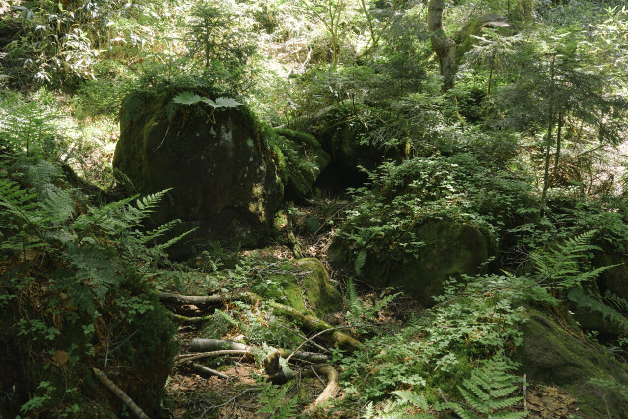 苔むした巨岩