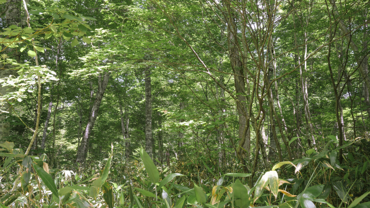 木道の隣に広がる樹林帯