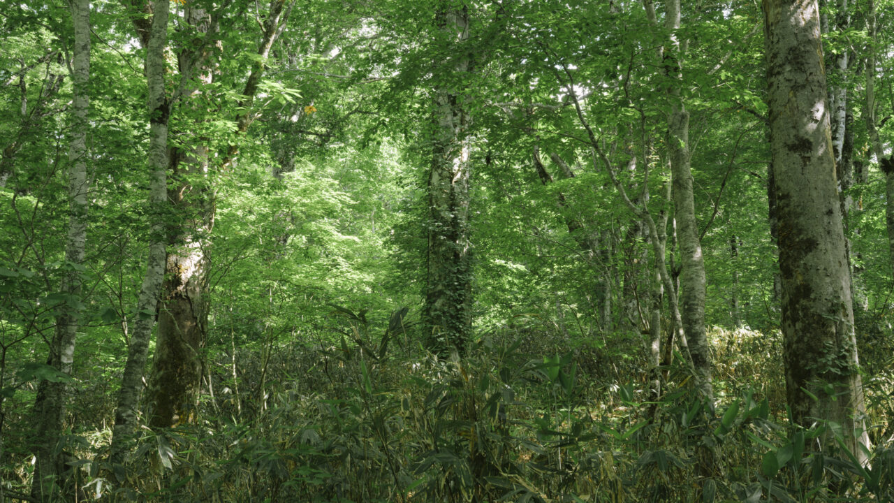 裏燧林道の森
