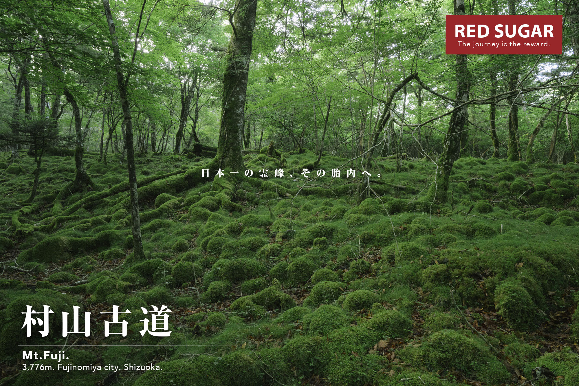 村山古道の深い森
