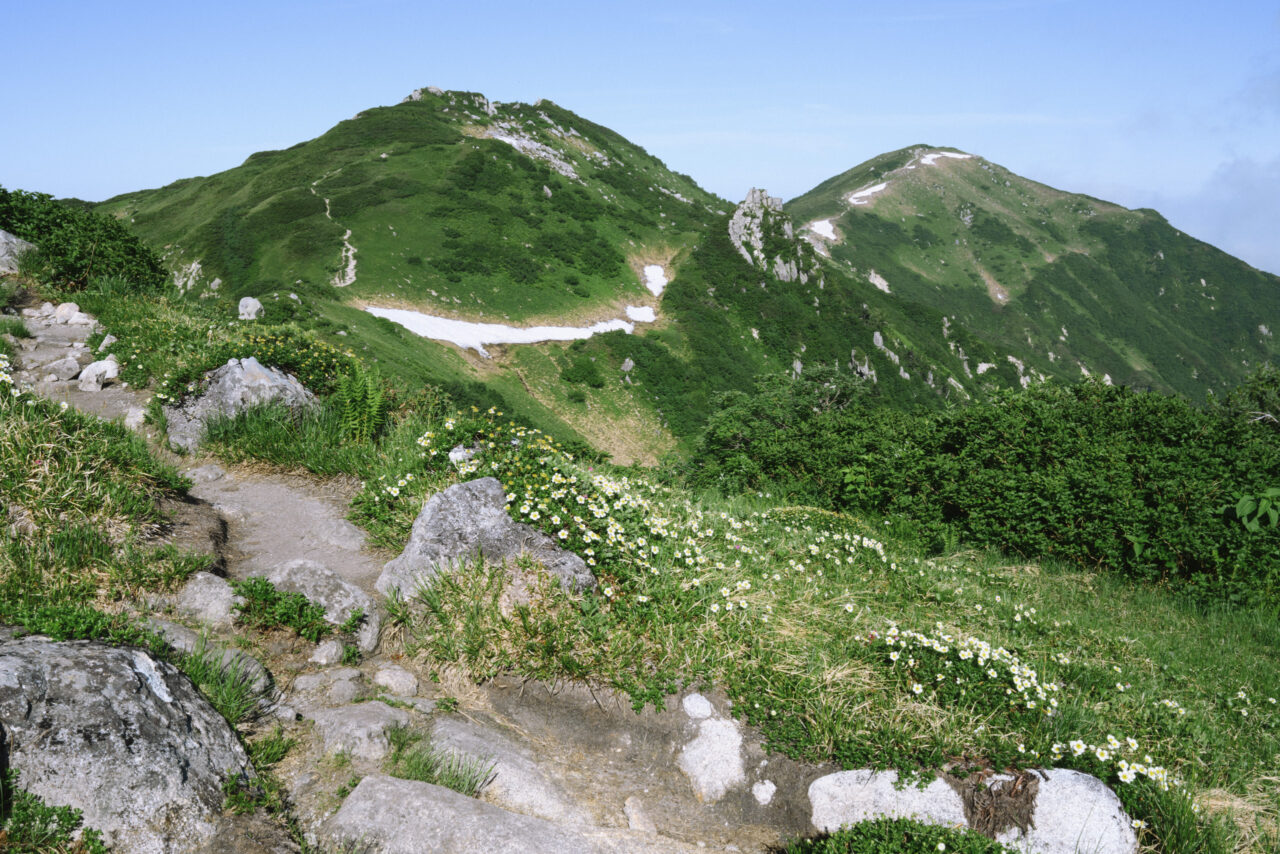 チングルマが咲く登山道