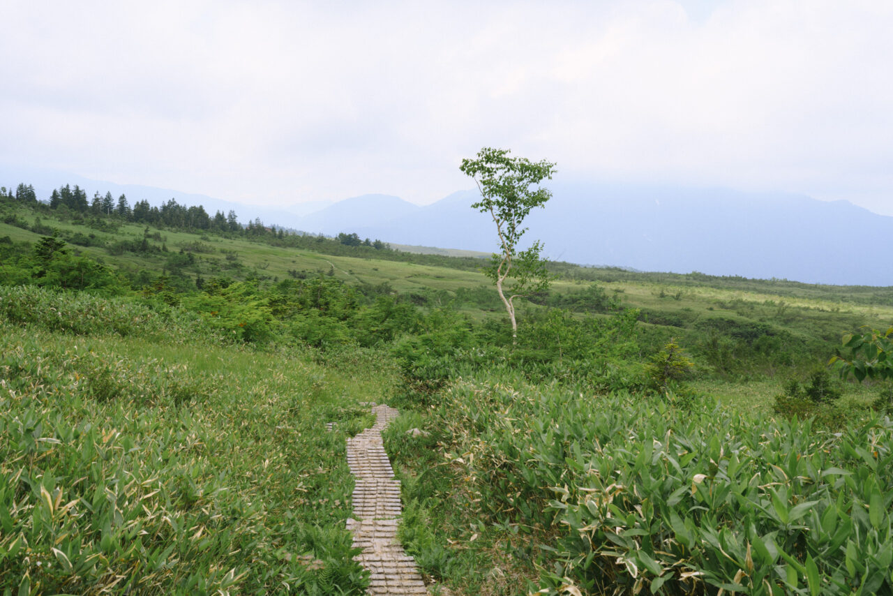大日平の木道を進む