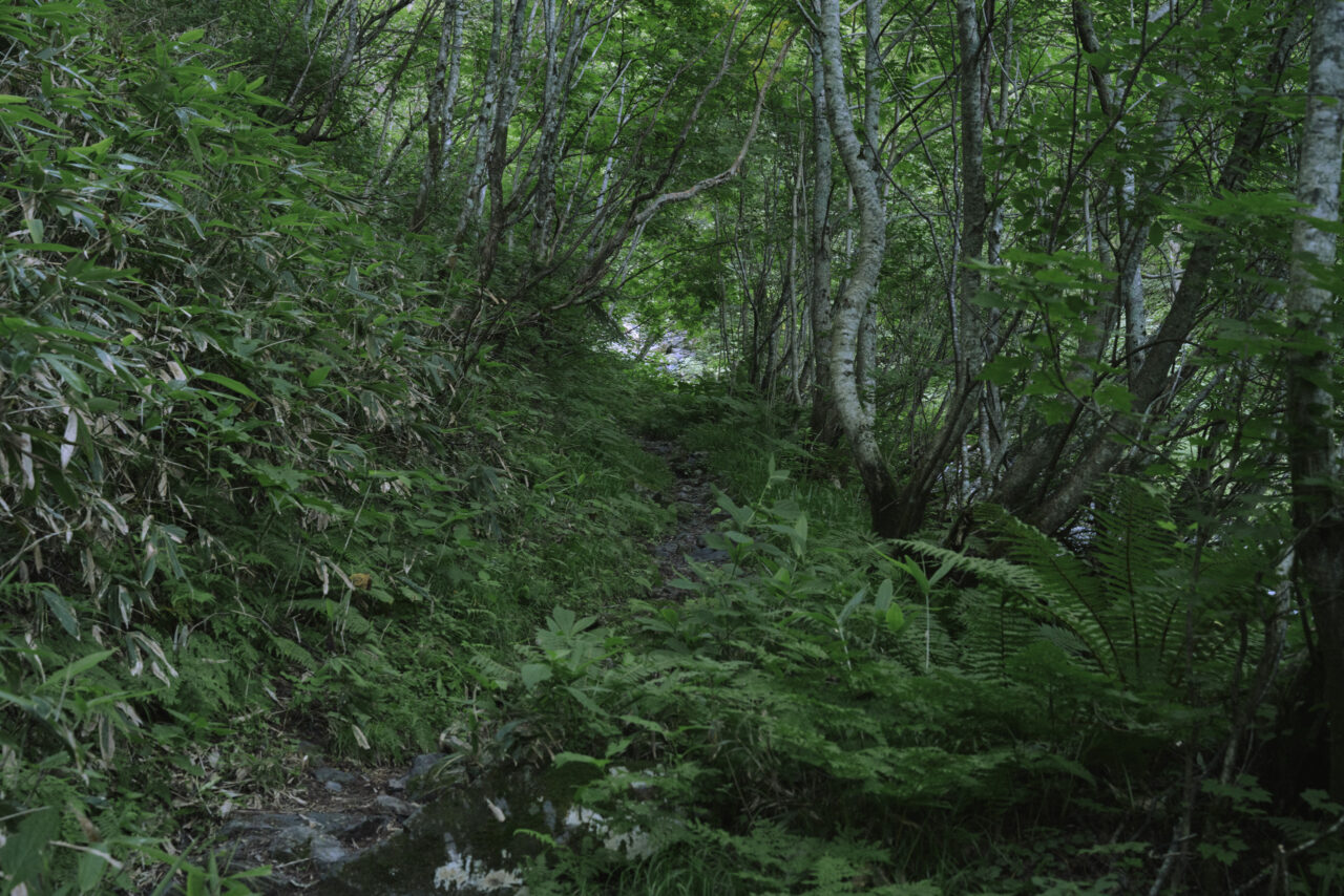徳本峠へと向かう緑の登山道