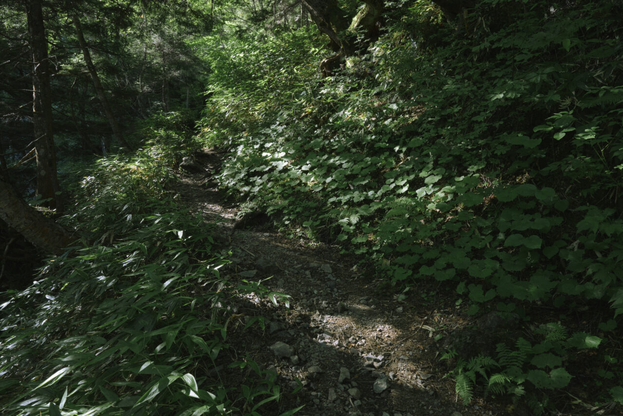 森深くなる登山道