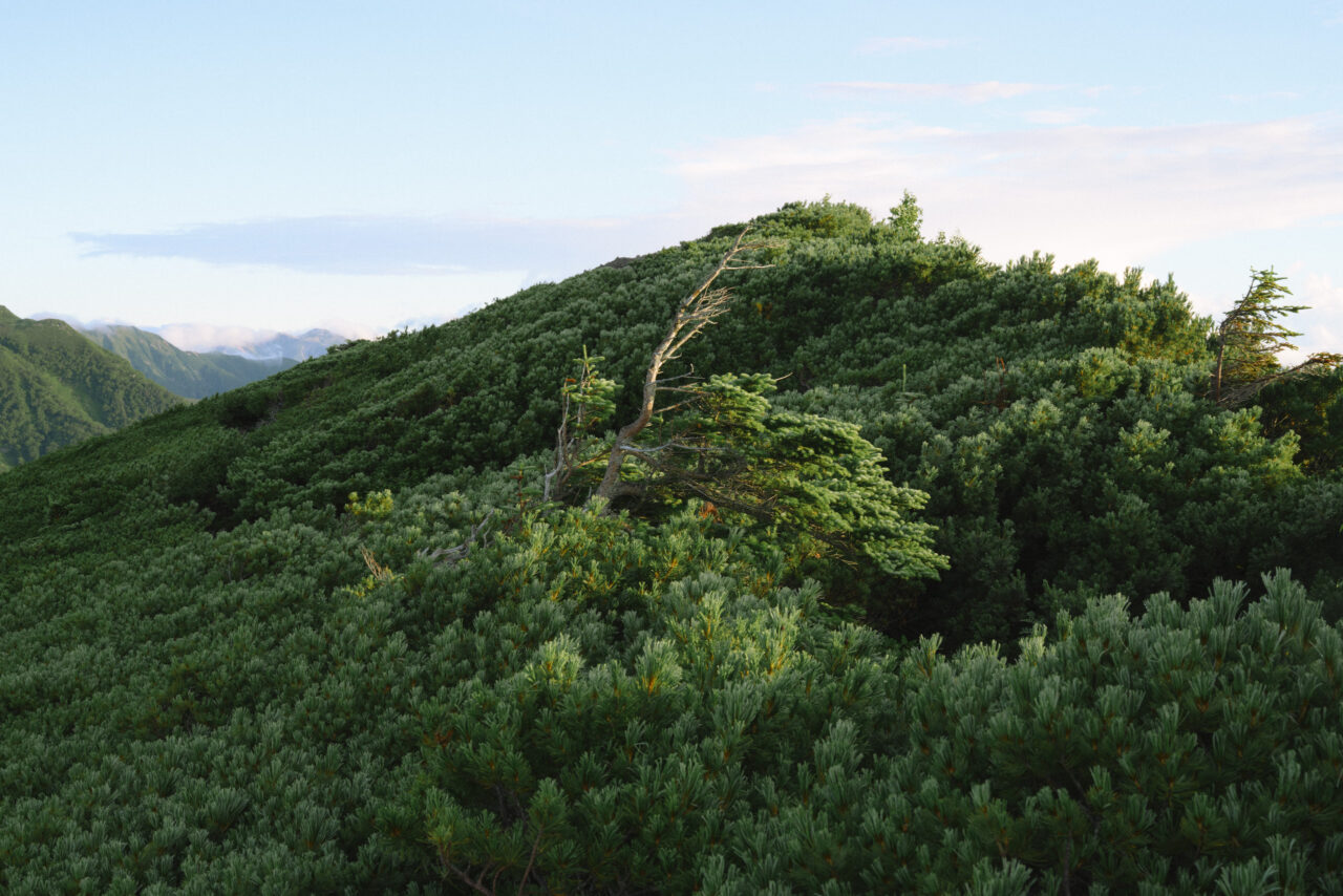 ハイマツ帯の登山道を進む