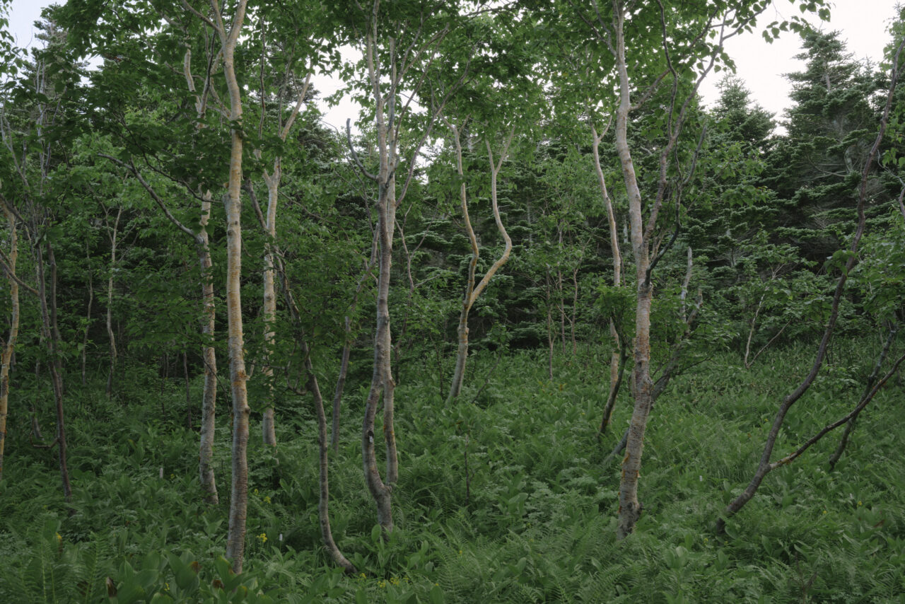 細いダケカンバが生い茂る高山帯