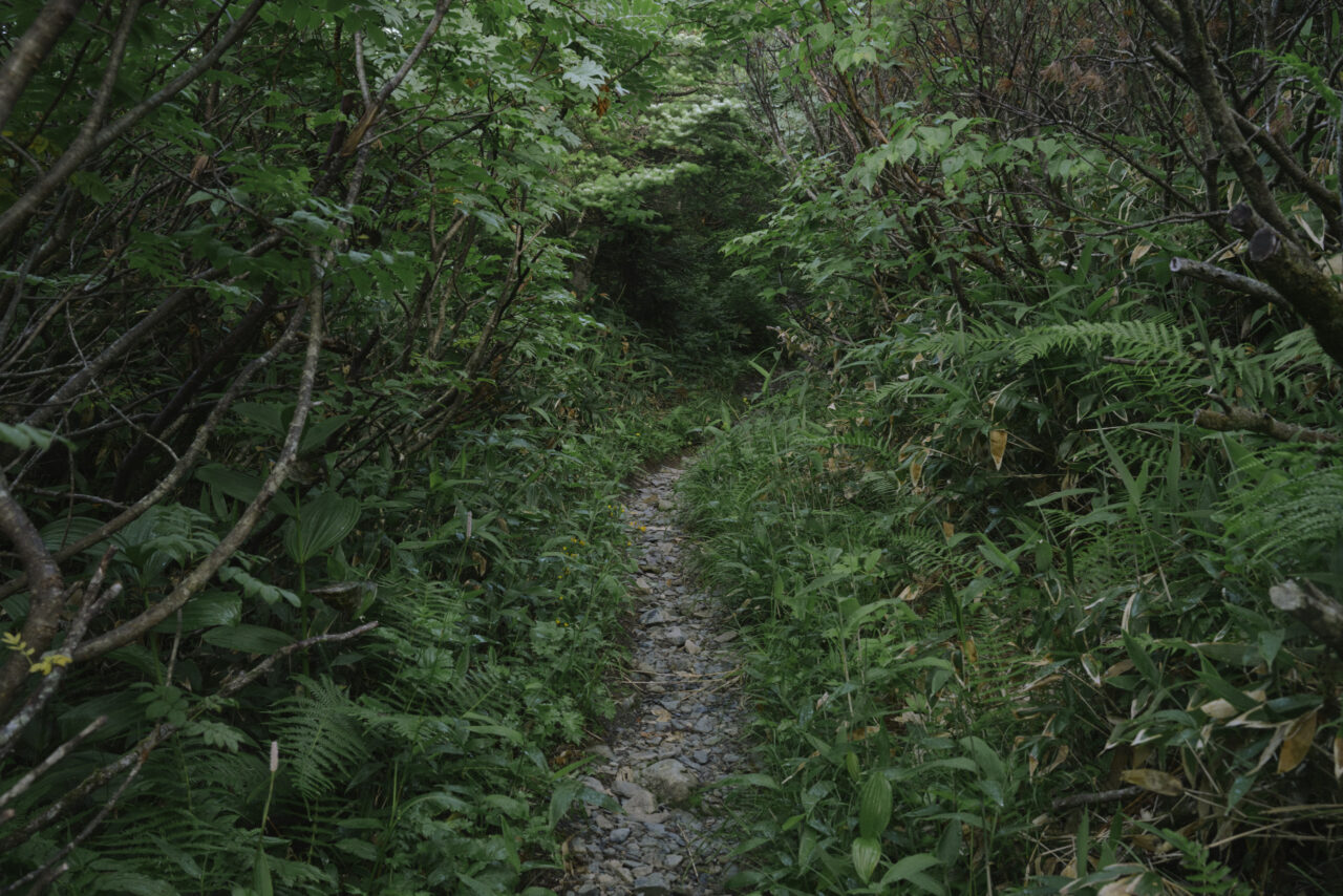 高山帯の様相の登山道