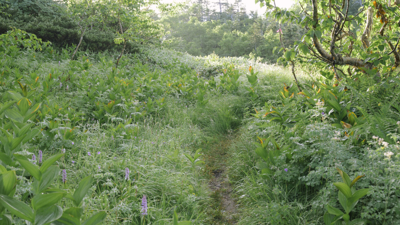 朝露に潤う樹林帯