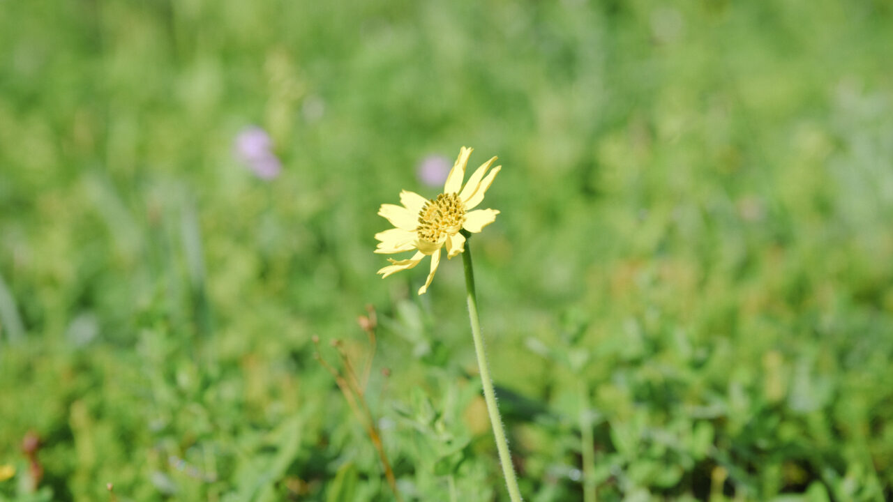 ウサギギクの花