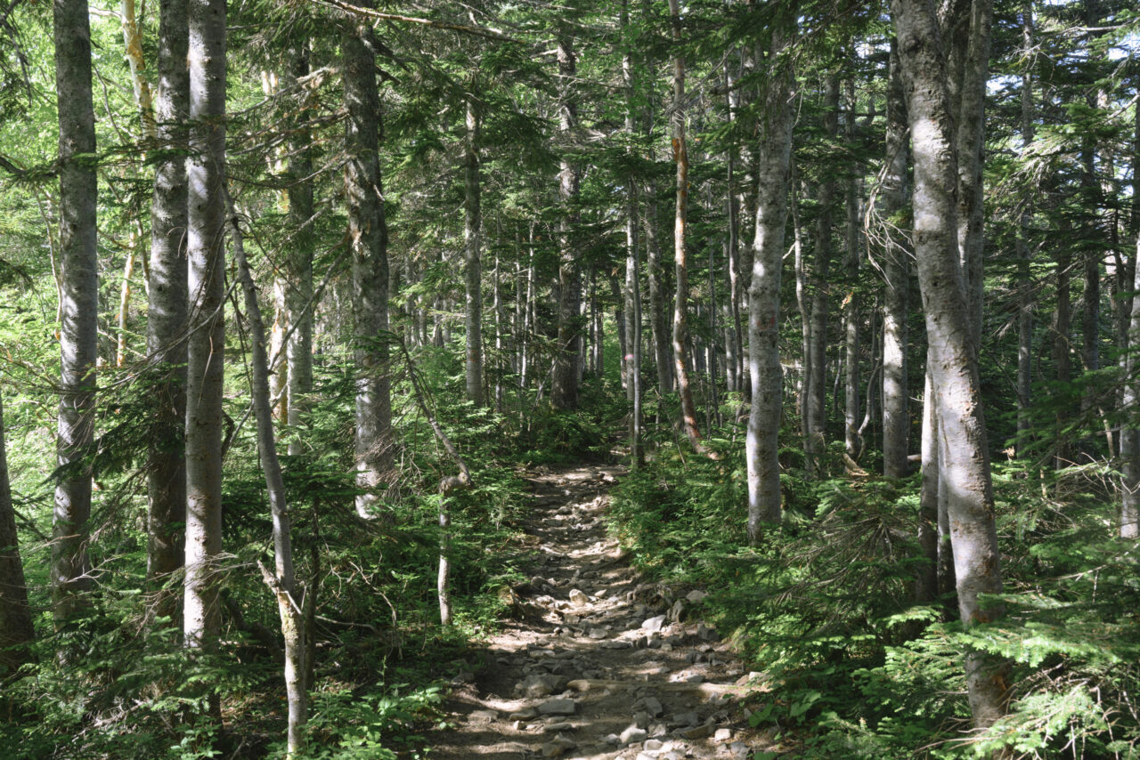 亜高山帯の森が続く蝶ヶ岳
