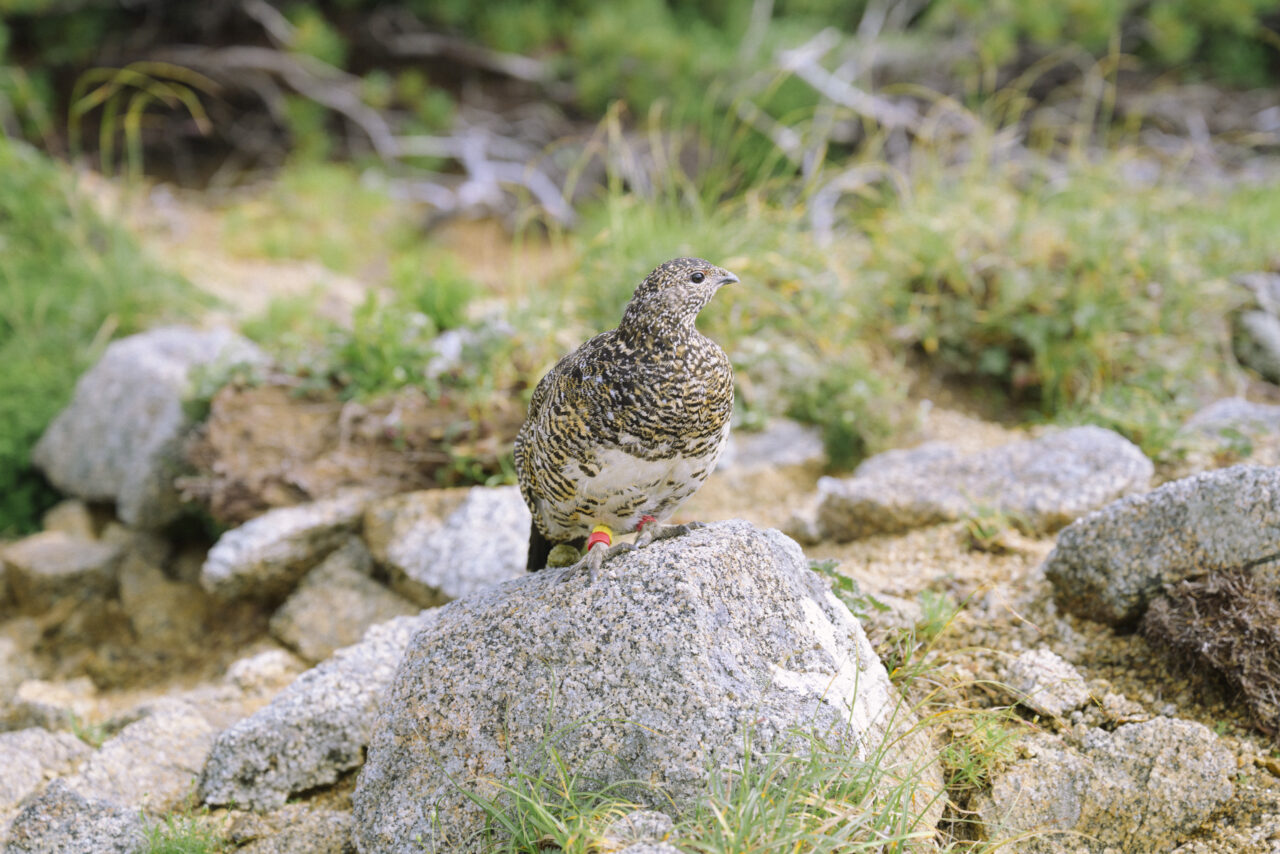 中央アルプスで繁殖するライチョウ