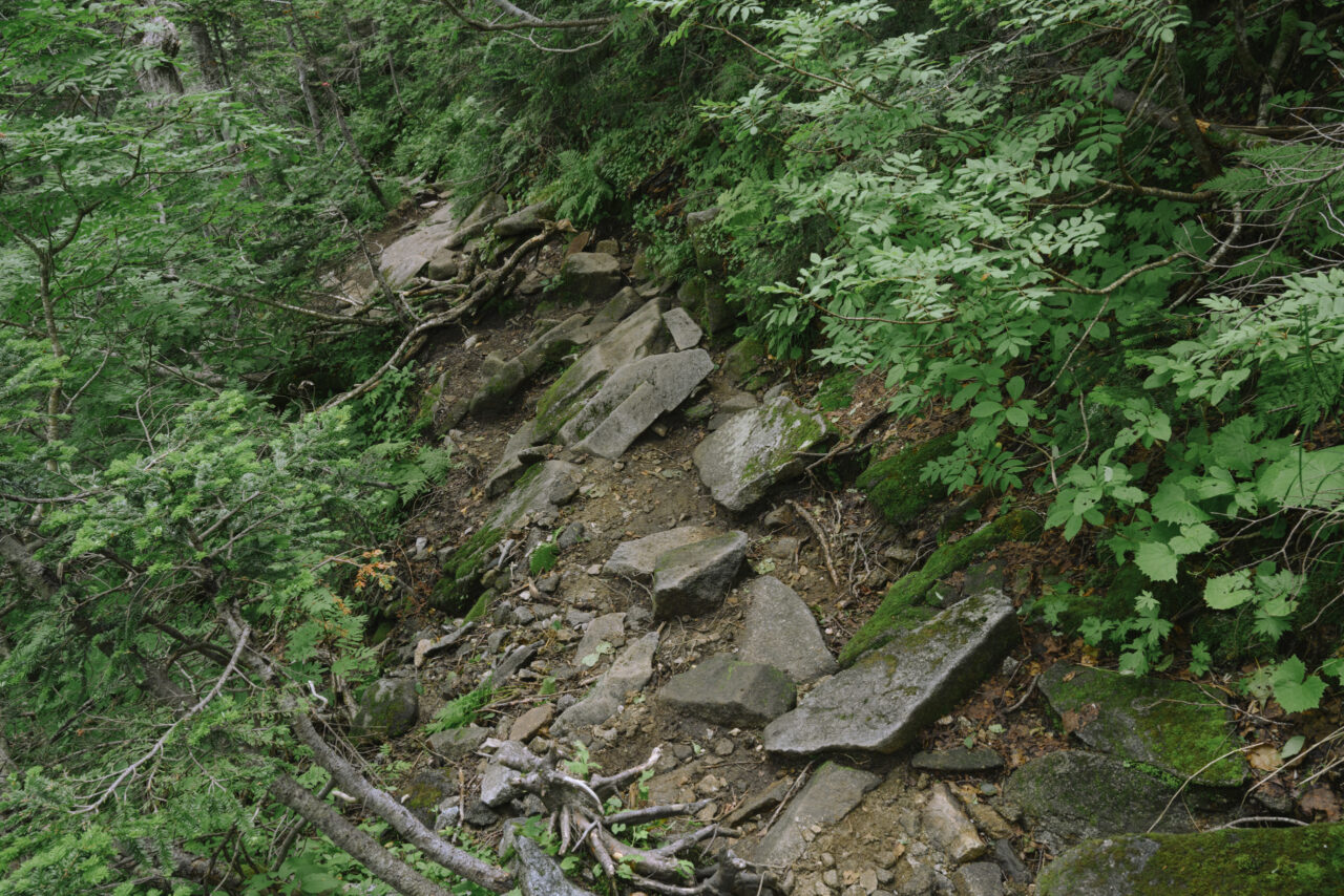 朝露で濡れた登山道